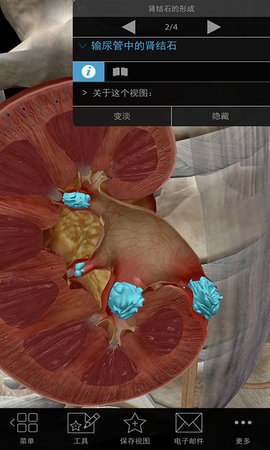 3D生理和病理学 2 安卓版 3