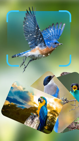 BirdLover 2.0.0 安卓版 3
