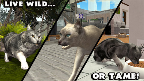 终极猫模拟器无限经验版 1.1 手机版 1