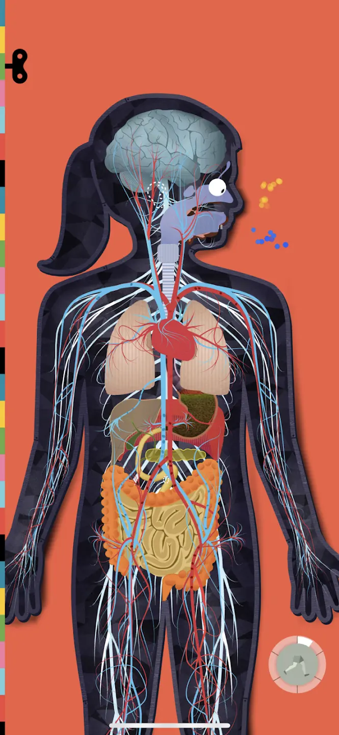 人体探秘 3.6.7 安卓版 3