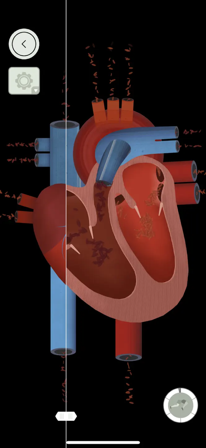人体探秘 3.6.7 安卓版 1